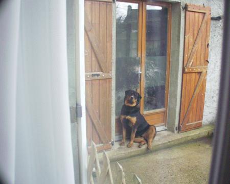 le chien de mon beau frere