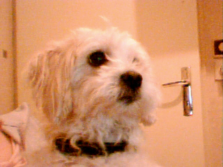 mon chien